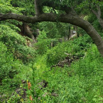 El Prieto Trail - Vegetation,.....so green - Hiking Near Me - Pasadena, California