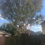 Photo of Brush's Tree Service