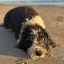 Photo of Santa Barbara Dog Jog