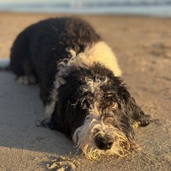 Santa Barbara Dog Jog - Wyatt lookin exhausted after a pack adventure day :)