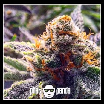 Green Collar Club - They have the best brands in Tacoma - Cannabis Dispensaries Near Me - Tacoma, Washington Green Collar Club - They have the best brands in Tacoma - Cannabis Dispensaries Near Me - Tacoma, Washington