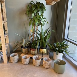 lucky bamboo plant amazon Lucky Bamboo Three Tier Tower - By Houseplants New York LLC – Houseplants  New York LLC