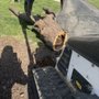 Photo of Leo Tree Service