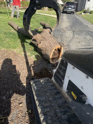Leo Tree Service on Yelp