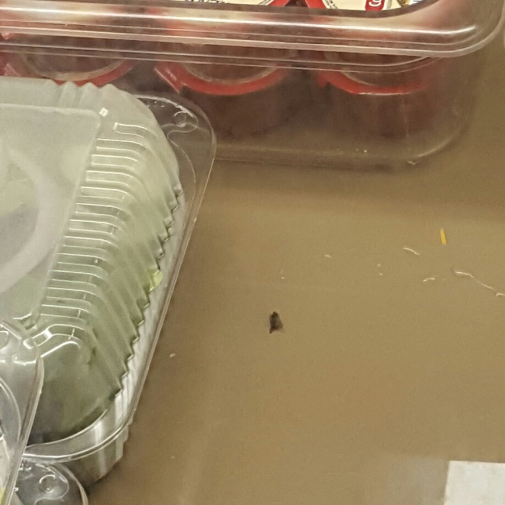 Fire Steakhouse-Wetumpka - Bug in the cooler at the buffet at Windcreek Casino in Wetumpka, AL. - Steakhouses Near Me - Wetumpka, Alabama Fire Steakhouse-Wetumpka - Bug in the cooler at the buffet at Windcreek Casino in Wetumpka, AL. - Steakhouses Near Me - Wetumpka, Alabama