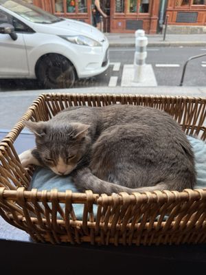 Le Café des Chats by null