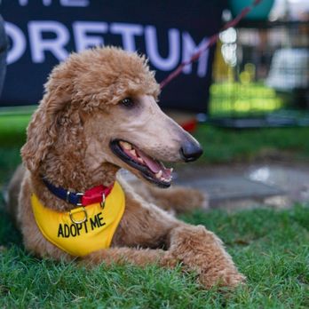 The Arboretum - Pet for adoption at pups & pints. - Shopping Centers Near Me - Austin, Texas