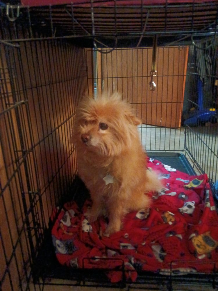 Cynthia's Doggie care - pet boarding facility in Saint Louis, MO