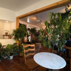 Amano Coffee & Plants