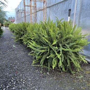 Reese's Plants - Kimberly Queen Fern - Nurseries & Gardening Near Me - Blythewood, South Carolina