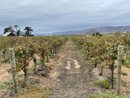 Biddle Ranch Vineyard by null