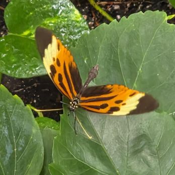 Butterfly Pavilion - Museums Near Me - Westminster, Colorado Butterfly Pavilion - Museums Near Me - Westminster, Colorado