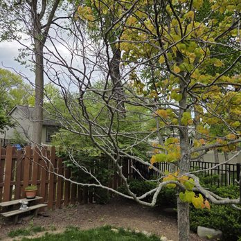 Columbus Trees - Redbud from Columbus Trees in the spring of 2026, nine months after planting. - Tree Services Near Me - Sunbury, Ohio Columbus Trees - Redbud from Columbus Trees in the spring of 2026, nine months after planting. - Tree Services Near Me - Sunbury, Ohio