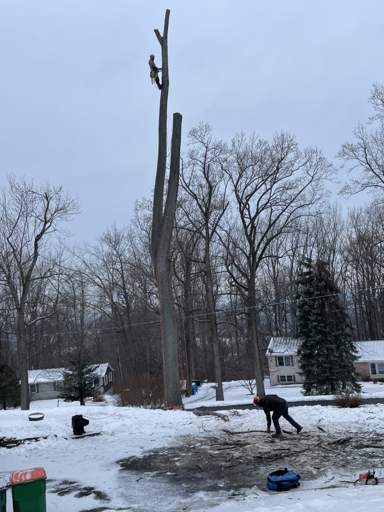 Woodys Arbor Worx - tree service in Hopewell Junction, NY