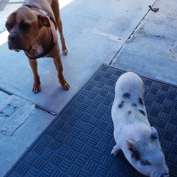 Edelweiss Biergarten - Fritz the pot belly pig and Joker - German Near Me - Phoenix, Arizona Edelweiss Biergarten - Fritz the pot belly pig and Joker - German Near Me - Phoenix, Arizona