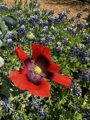 San Antonio Botanical Garden by null