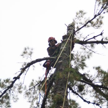 McIntosh Forestry Services - McIntosh Forestry Services - Tree Services Near Me - Carmel, Maine McIntosh Forestry Services - McIntosh Forestry Services - Tree Services Near Me - Carmel, Maine