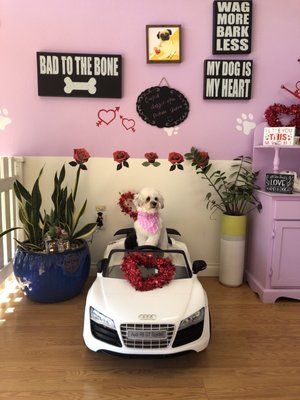 cupid doggie spa
