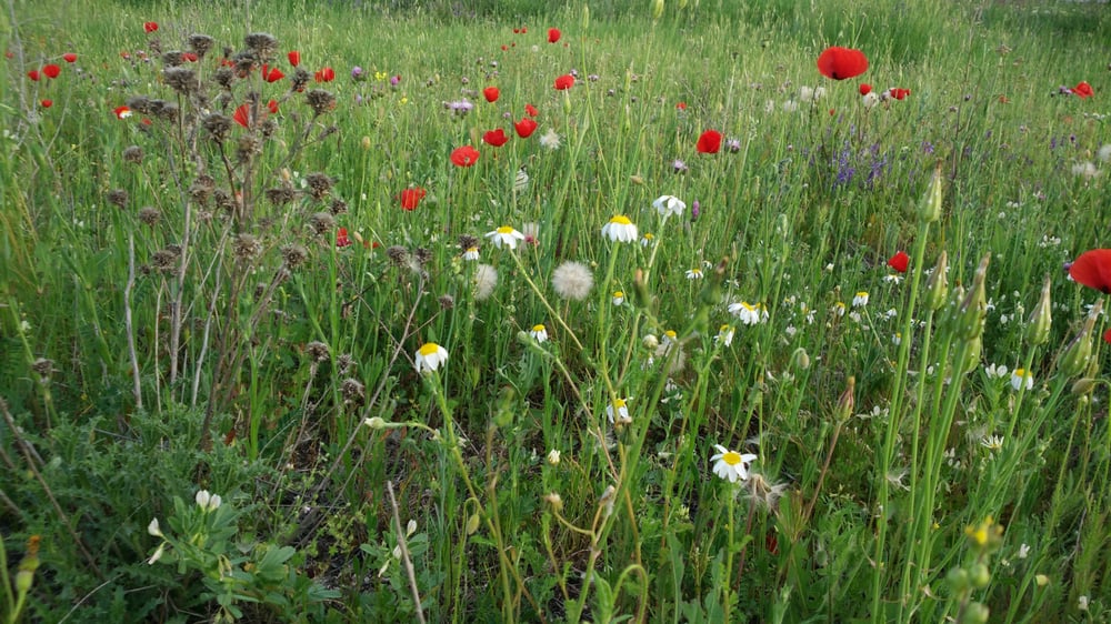 Forestal de Vicálvaro