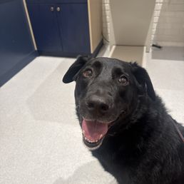 My happy pup the next day after her service My happy pup the next day after her service