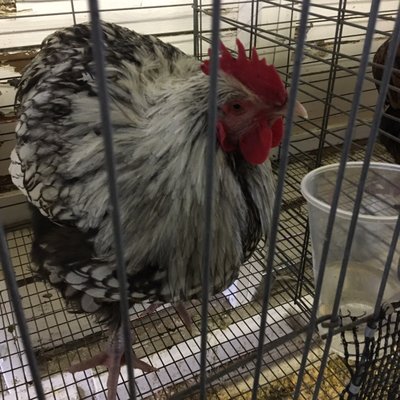 North Idaho Fair Office