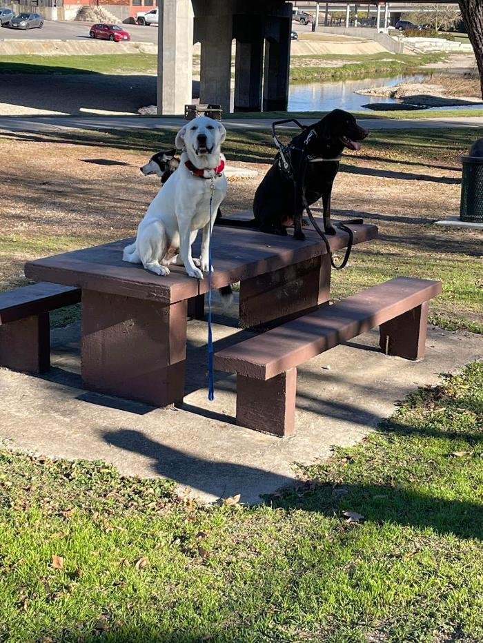 RUFF PUPPY BOARDING & TRAINING Updated September 2024 33 Photos