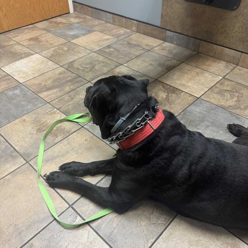 McKean Veterinary Hospital - Gus - Veterinarians Near Me - Mc Kean, Pennsylvania McKean Veterinary Hospital - Gus - Veterinarians Near Me - Mc Kean, Pennsylvania