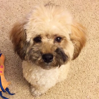 PetSmart - A week and a half later and he's still so freakin cute! - Pet Stores Near Me - Chula Vista, California