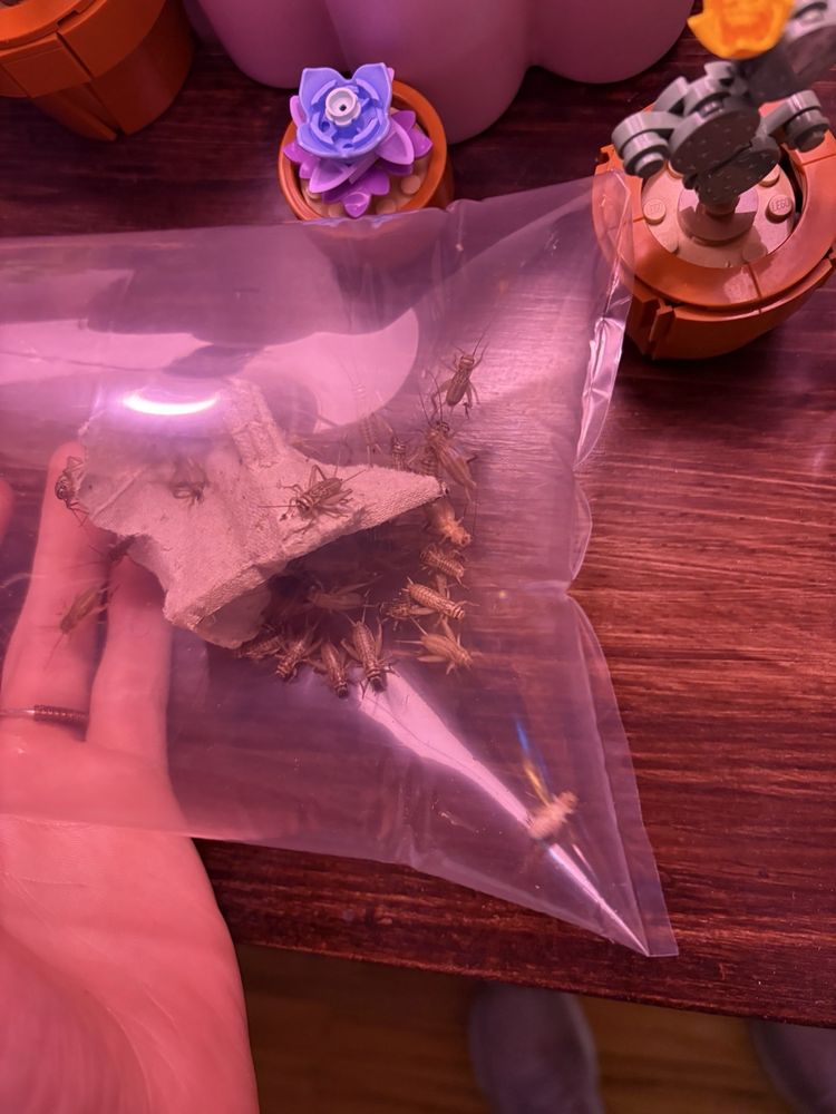 Feeder Frenzy - reptile breeding in Arvada, CO