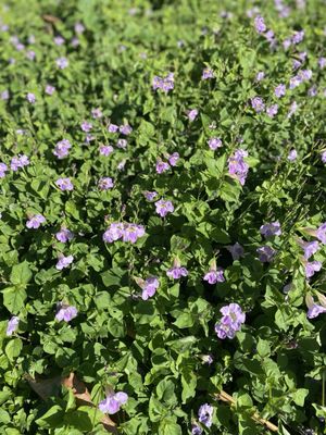 Kailua Beach Park by null