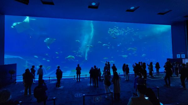 Okinawa Churaumi Aquarium by null