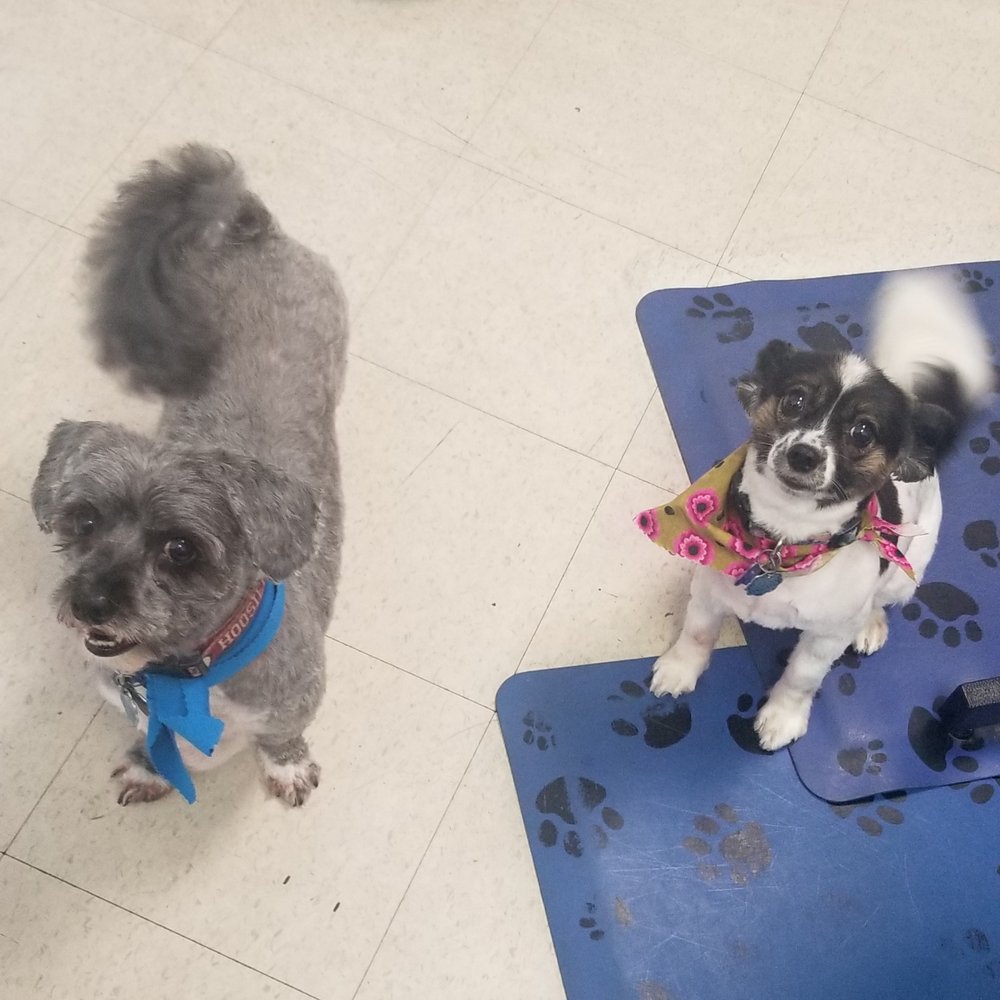 Soapy Dog Spa - Pet Groomers Near Me - Springfield, Massachusetts Soapy Dog Spa - Pet Groomers Near Me - Springfield, Massachusetts