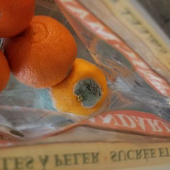 Target - Top of an organic mandarin covered on both sides with powdery mold. - Department Stores Near Me - Irvine, California