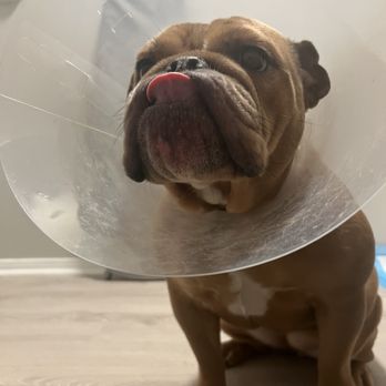 Marina Veterinary Center - Conehead - Veterinarians Near Me - Los Angeles, California
