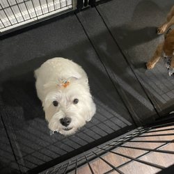 Neighborhood Grooming - Best pet grooming near Massapequa Park