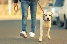 The Paw Fect Puppy - pet boarding facility in Charleston, SC