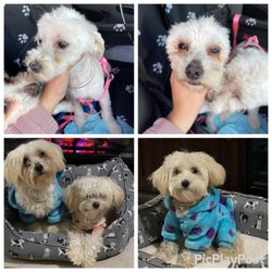 Pet Envy - Dinuba - The bottom pictures is what they look like and top pictures is what I got my poor babies look so ugly