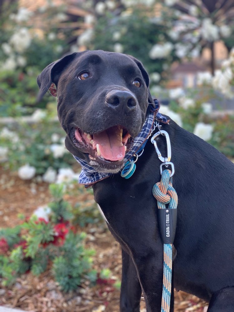 FURRY LAND MOBILE PET GROOMING 53 Photos Phoenix, AZ Yelp