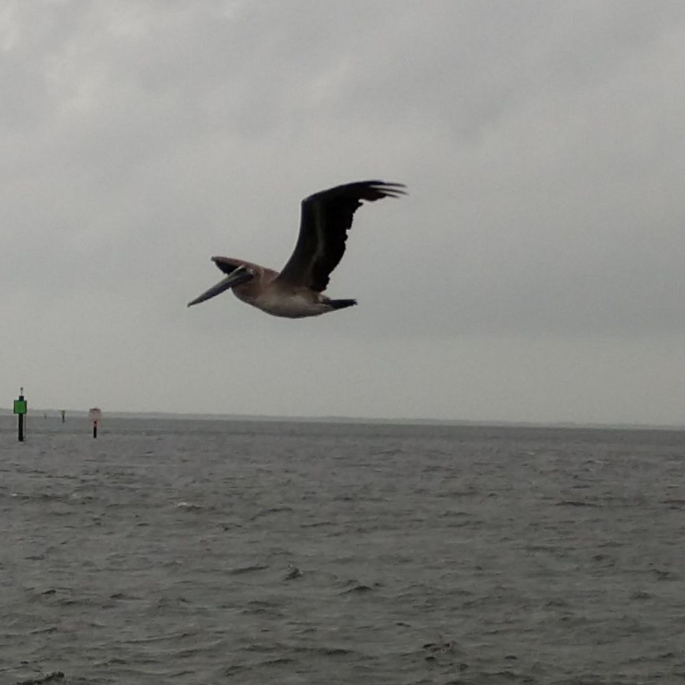 Anclote River Park - Pelican fighting Hurricane Michael - Parks Near Me - Holiday, Florida