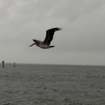 Anclote River Park - Pelican fighting Hurricane Michael - Parks Near Me - Holiday, Florida Anclote River Park - Pelican fighting Hurricane Michael - Parks Near Me - Holiday, Florida