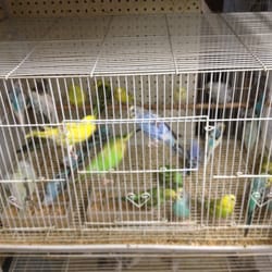 Oxnard Seed & Feed - Parakeets