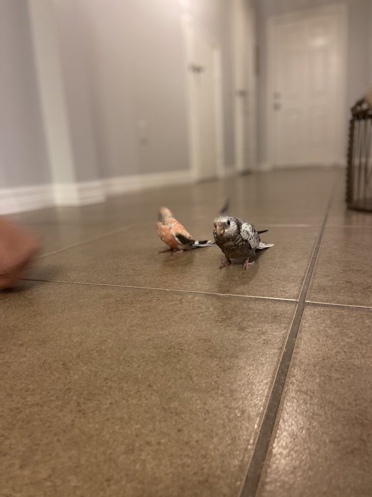 Romano's Pet Shop Image