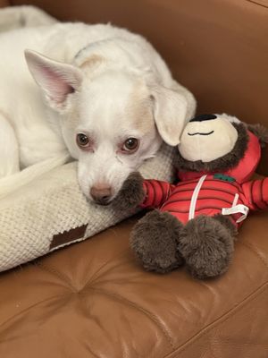 Brooklyn Veterinary Group