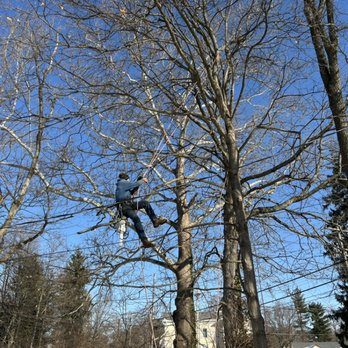 Cincinnati Elite Tree Service - Tree Services Near Me