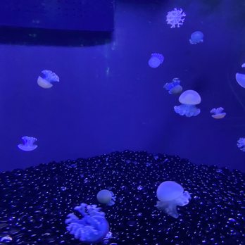 Shedd Aquarium - Aquariums Near Me - Chicago, Illinois Shedd Aquarium - Aquariums Near Me - Chicago, Illinois