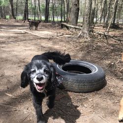 Hidden Acres Kennel - Happy spaniel at Hidden Acres