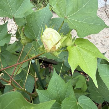 Boone Hall Plantation - Cotton plant - Venues & Event Spaces Near Me - Mount Pleasant, South Carolina