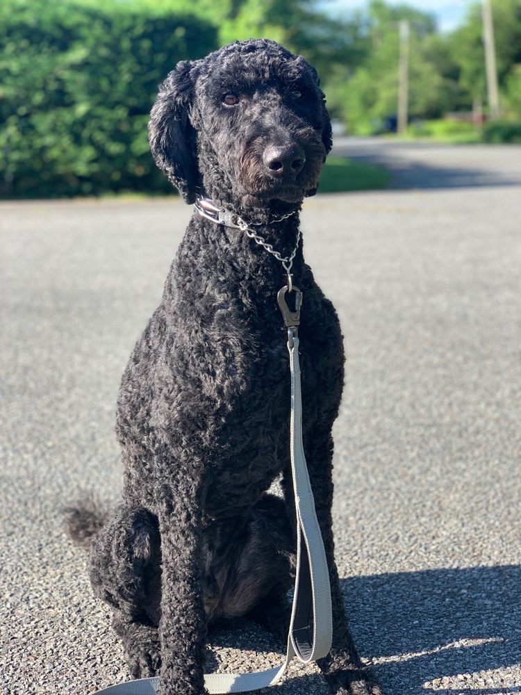 WHAT THE PUP Updated September 2024 15 Photos & 12 Reviews 1031