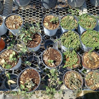 Plantspace Nursery - String of pearls - Nurseries & Gardening Near Me - Ontario, California