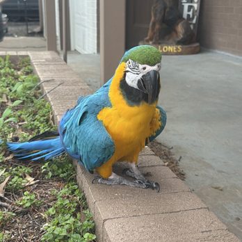 University Veterinary Care Center - Blue & Gold Macaw - Veterinarians Near Me - Topeka, Kansas